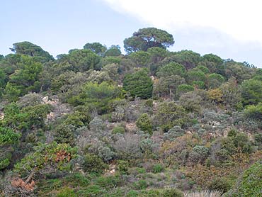 Cap Lardier Wald